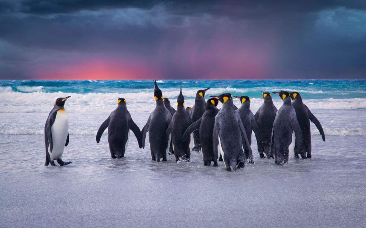 A photo of Penguins
